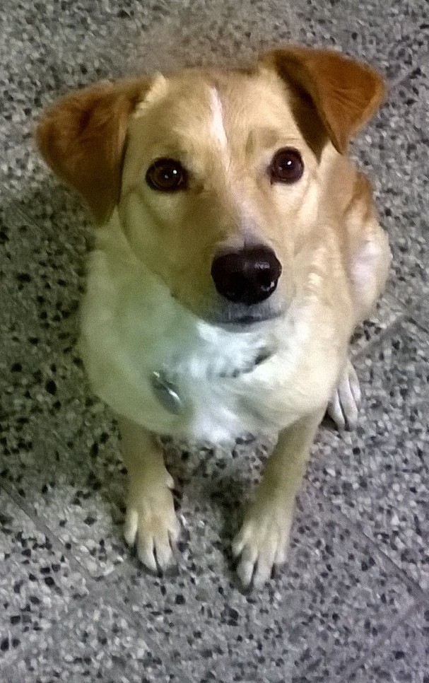 Tobi