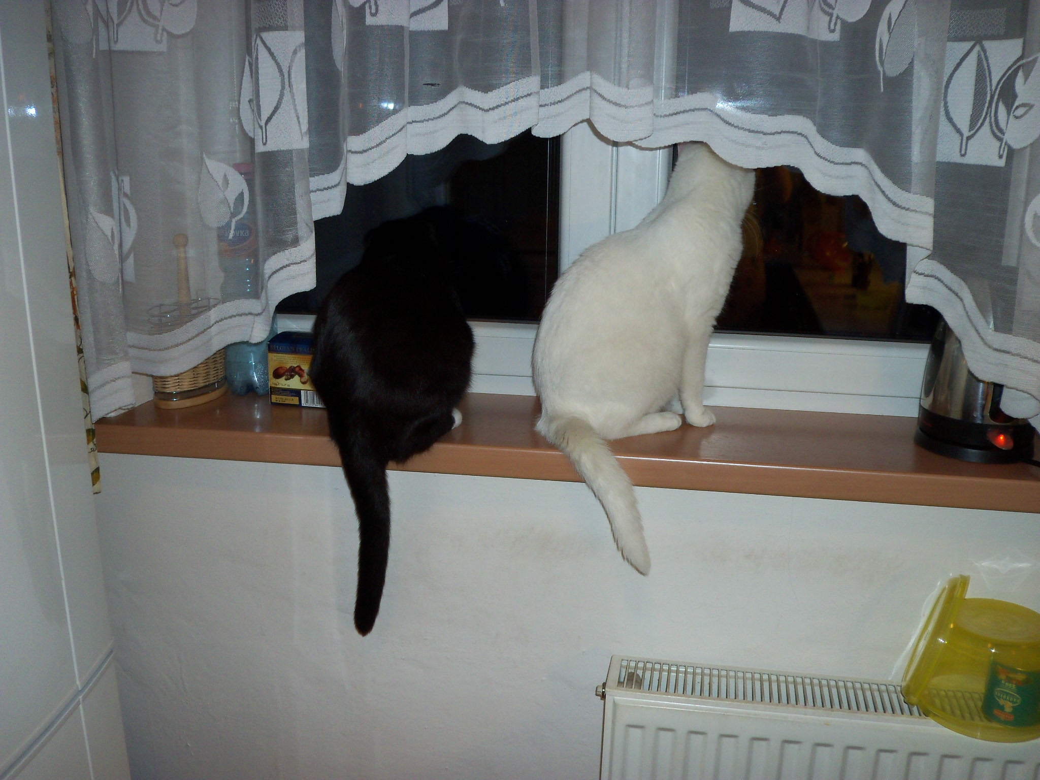 Černobílé duo 